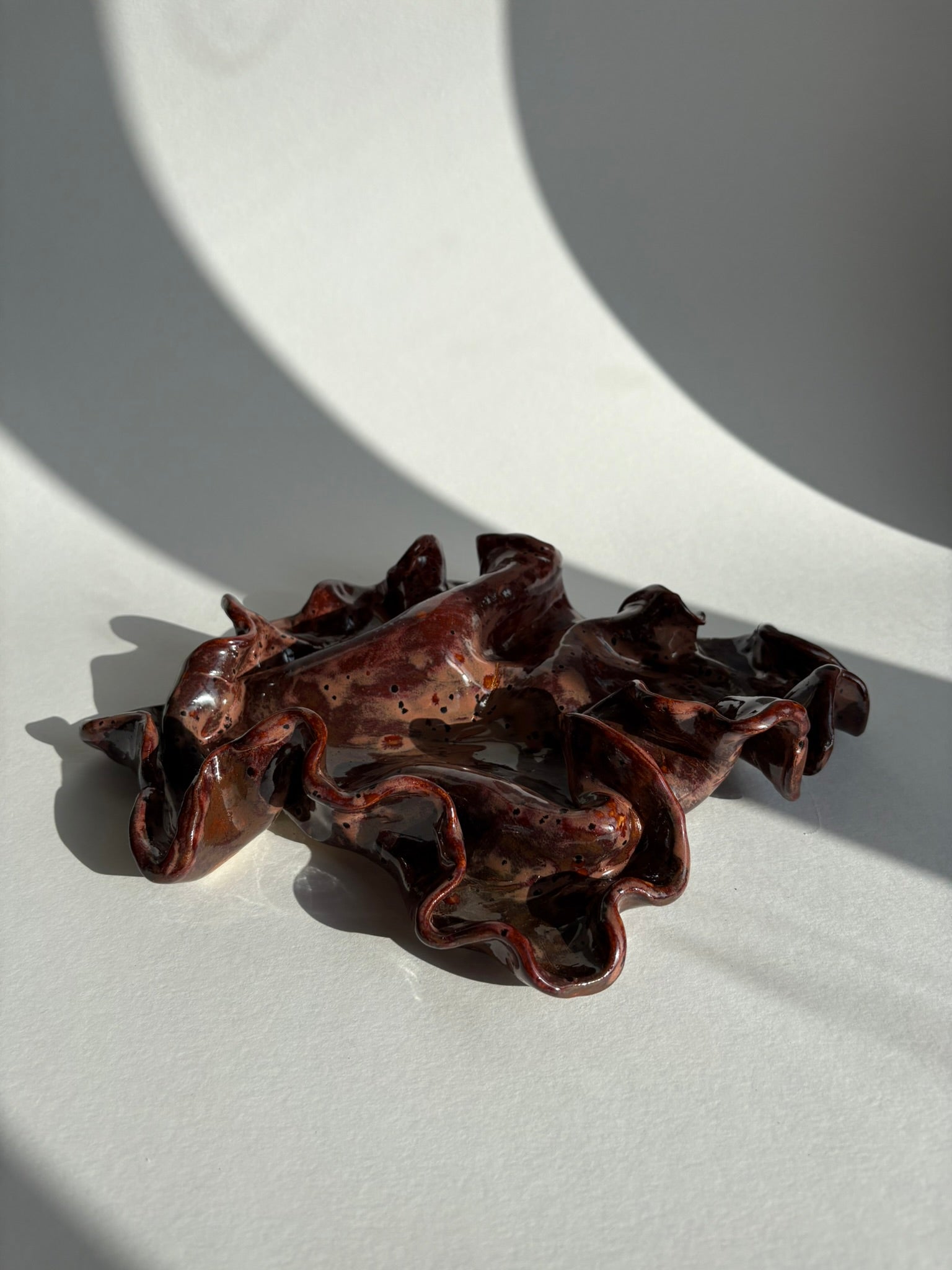 blodbøg, mellemstor